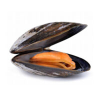 Full Shell Mussels