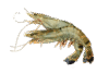 Caviale Black Tiger King Shrimp 1kg — Maxim Food