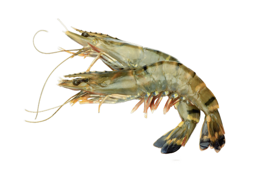 black tiger king shrimp