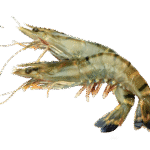 black tiger king shrimp