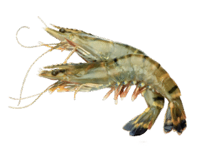 Caviale Black Tiger King Shrimp 1kg — Maxim Food