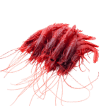 Caviale Rosso Shrimp - Red Shrimp 500gm — Maxim Food