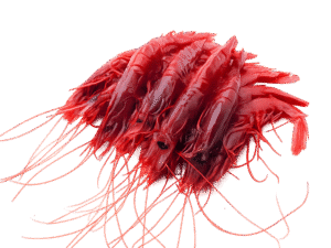 Caviale Rosso Shrimp - Red Shrimp 500gm — Maxim Food