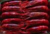 Rosso shrimp
