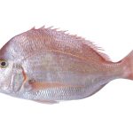 soldier bream