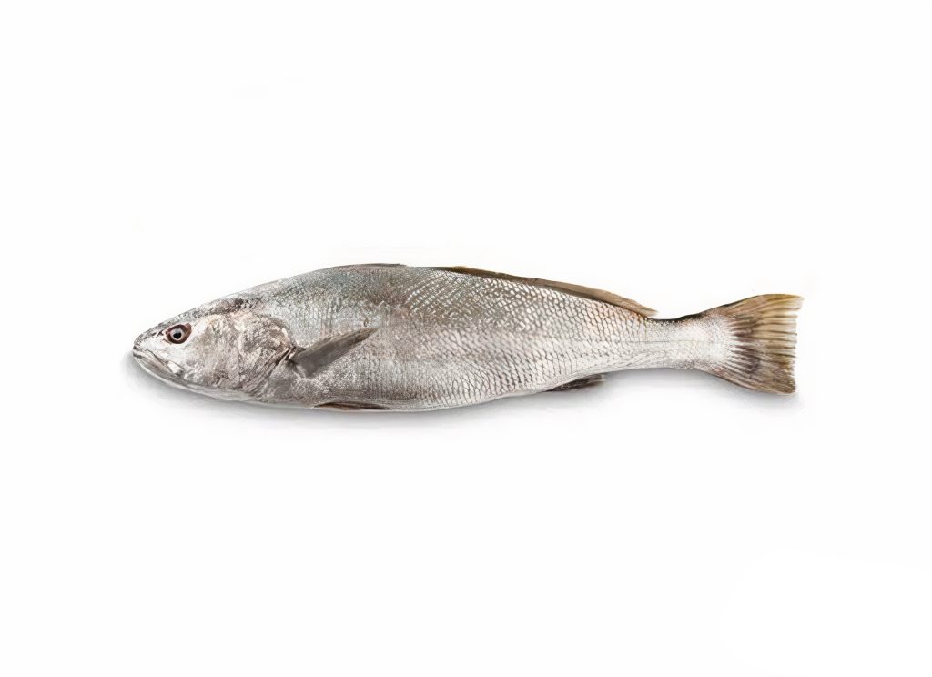 سمك لوت