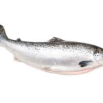 whole salmon fish