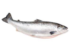 whole salmon fish