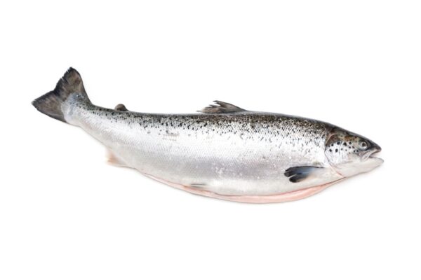 whole salmon fish