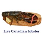 Live lobster