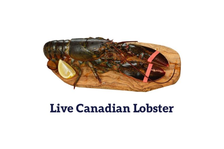 Live lobster