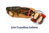 Live lobster