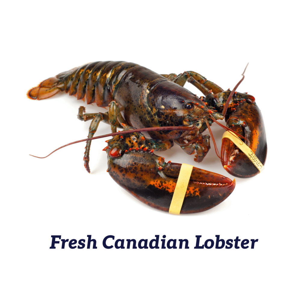 Fresh Canadian Lobster