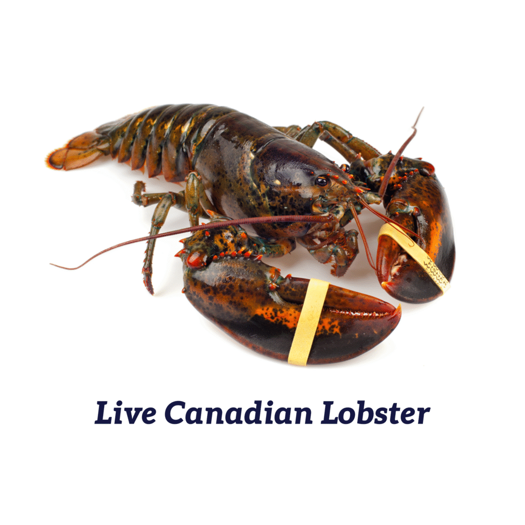 Live Canadian Lobster