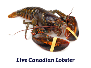 Live Canadian Lobster