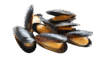 Mussels