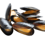 Mussels