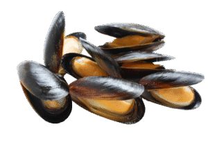 Mussels