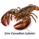Caviale Whole Canadian Live Lobster