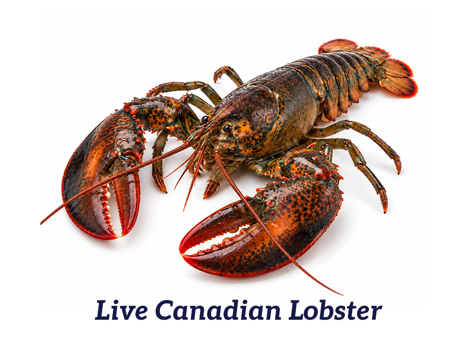 Caviale Whole Canadian Live Lobster